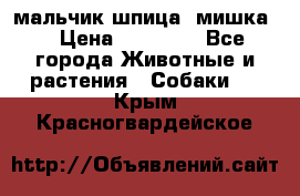 мальчик шпица (мишка) › Цена ­ 55 000 - Все города Животные и растения » Собаки   . Крым,Красногвардейское